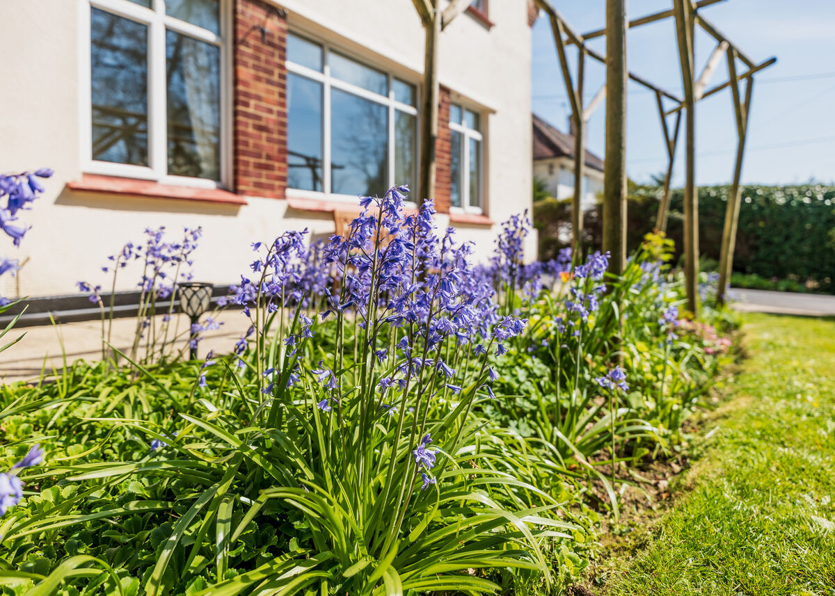 Front Garden Bluebells