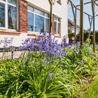 Front Garden Bluebells